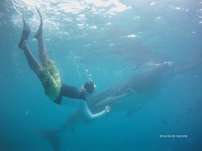 whale sharks, whale shark watching, Bluewater Maribago, FCD, Cave Diving, Bluewater, Sumilon, Palawan, Cebu, Boracay, Beach, Maldives